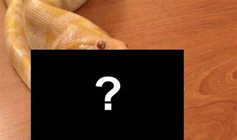 Python Eating Another Python 的图像结果