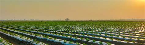 Mulching – Agriplast Tech India