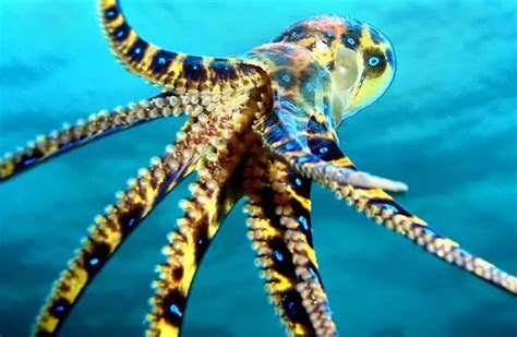 Image result for Blue-Ringed Octopus Appearance