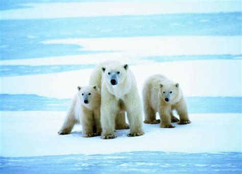 IMAX纪录片电影《到北极去/北极熊之心 To the Arctic》全1集 英语中字 百度云盘 7.78G/MKV/720P/1080P ...