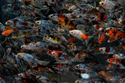 Image result for Random Rotation Pytorch