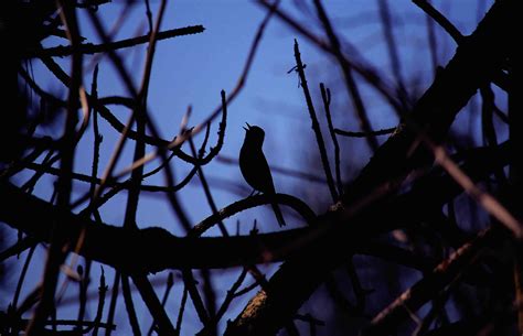 9 Eerily Beautiful Songs of Night Birds