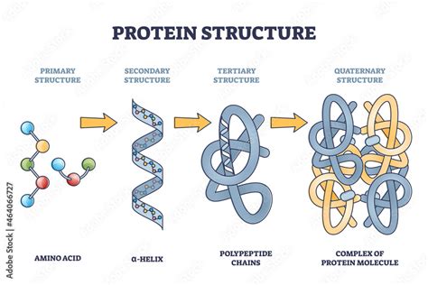 Image result for Protein Structure Types