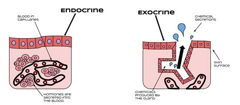 Endocrine glands and hormones — lesson. Science CBSE, Class 10.