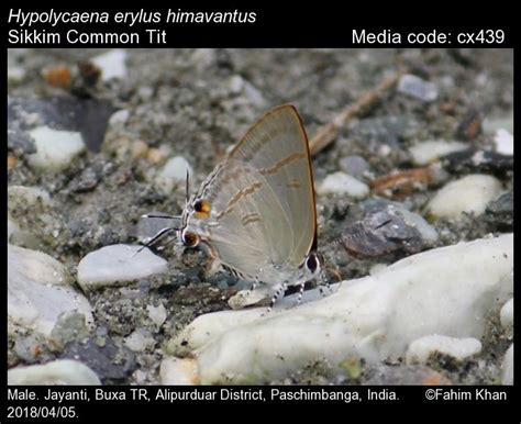 Hypolycaena erylus | Butterfly