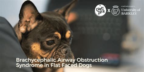 Brachycephalic Airway Obstruction Syndrome in Flat-Faced Dogs