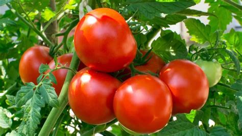 यूरिक एसिड में टमाटर खाना चाहिए या नहीं | Does tomato increase uric ...