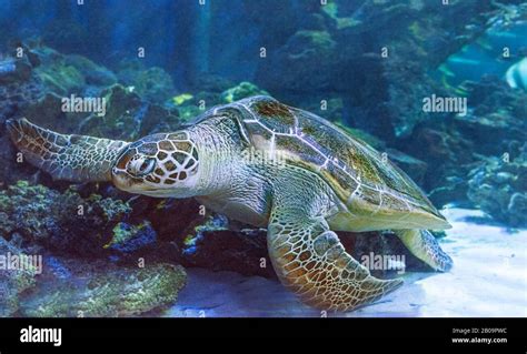 Sea Turtle 的图像结果