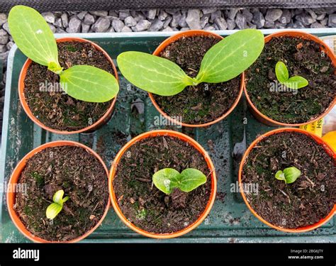 Butternut Squash Seedlings Winter Squash Uchiki Kuri Plug Plants