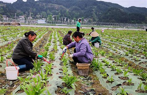 农村高山适合种植什么?适合高山种植的农作物-行业新闻-中国花木网