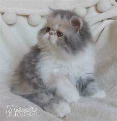 gatti persiani in vendita vendita cucciolo persiano da privato a cuneo cuccioli di gatti persiani in vendita vendita cucciolo persiano da privato a cuneo cuccioli di