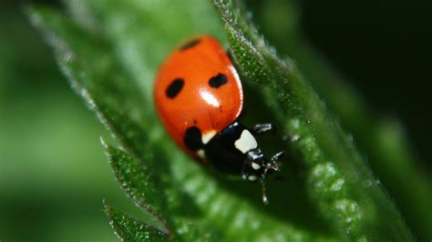 Download wallpaper 2048x1152 ladybug, leaf, plant, macro, blur ...