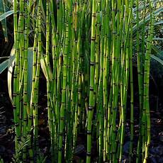 prele du japon en pot equisetum japonicum pr 234 le japonaise graphique jardin prele du japon en pot equisetum japonicum pr 234 le japonaise graphique jardin