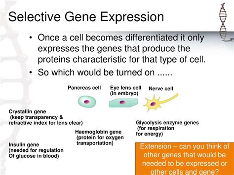 Image result for Selective Gene Expression