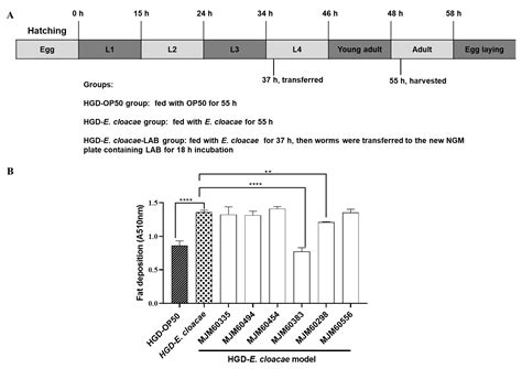 Lactobacillus pentosus MJM60383 Inhibits Lipid Accumulation in ...