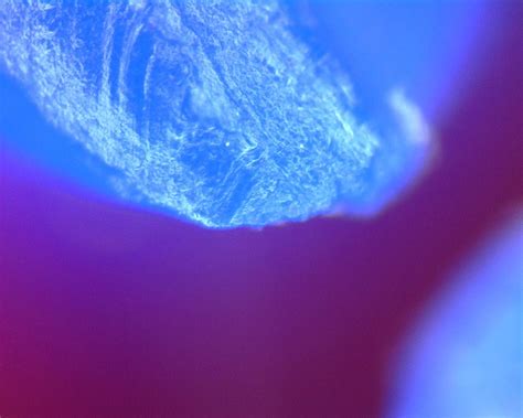 Image result for Magnification Examples