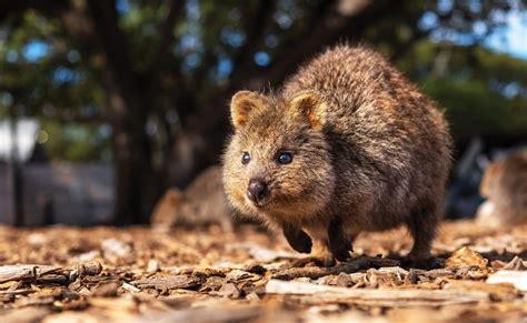 Fact File: Quokka (Setonix brachyurus) - Australian Geographic