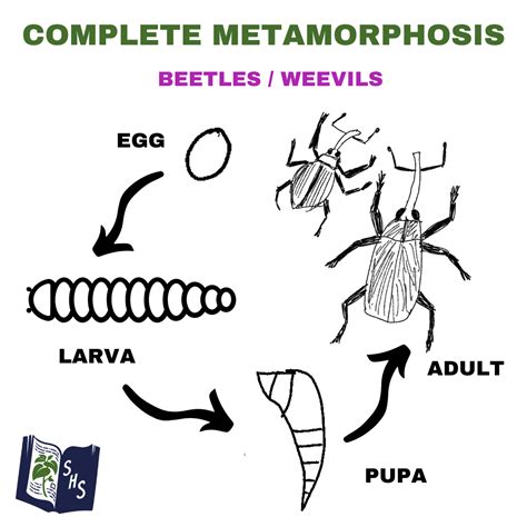 Insect Life Cycle 的图像结果