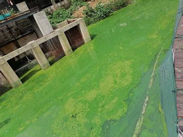 Pond Algae Control 的图像结果