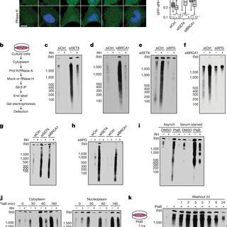 Image result for R-loop
