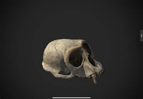 Image result for How to Use Unity Remote 5 iOS