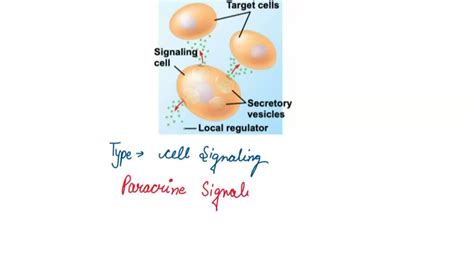 Image result for Cell Signaling Process
