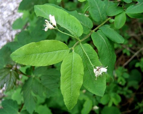 Image result for Lonicera nigra