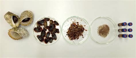 Modern science tackles a biblical secret – the mystery ingredient in ...