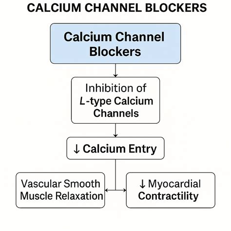 Mechanism of Action of Calcium Channel Blockers (CCBs)