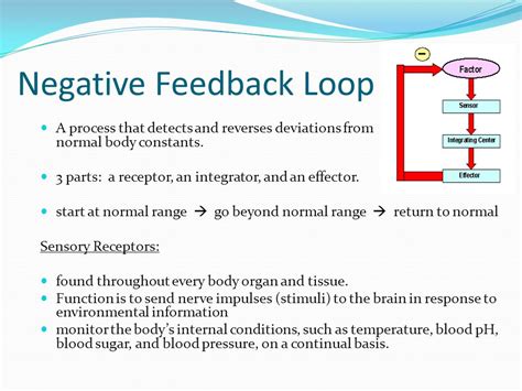 Image result for Negative Feedback Loop