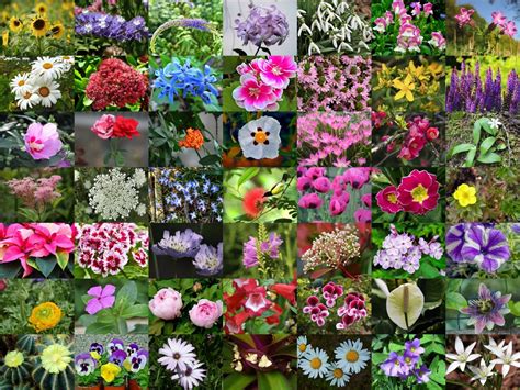 Best Of List Of Flower Names A To Z Common And Easy Grow Types And View | Different types of ...