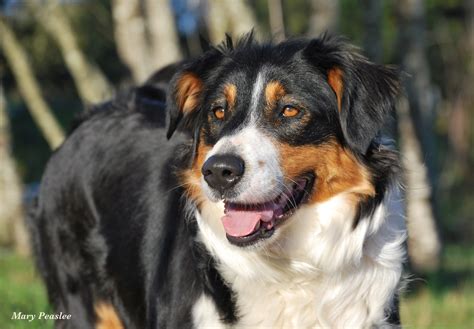 Image result for shepherds