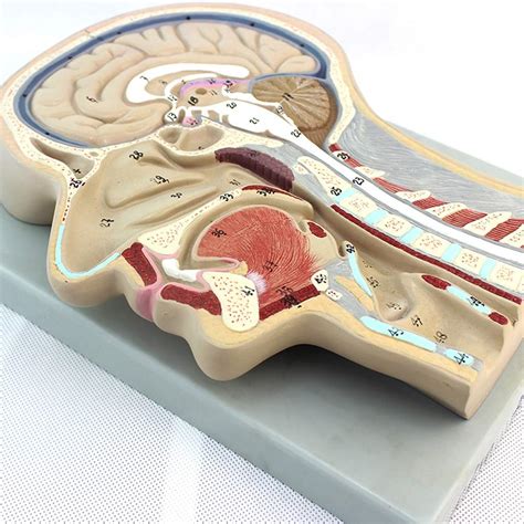 Buy WEHOLY Educational Model Median Sagittal Section Brain Model ...