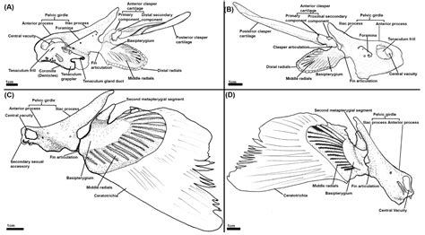 The Development of the Chimaeroid Pelvic Skeleton and the Evolution of Chondrichthyan Pelvic Fins