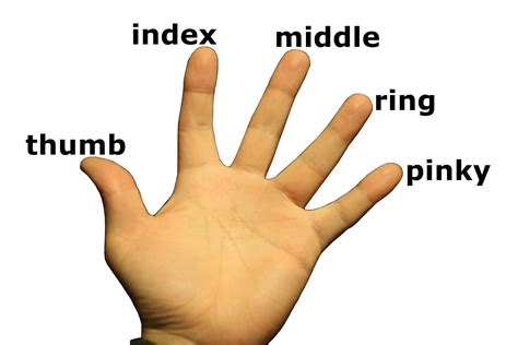 Finger Definition Oxford Dictionary at Inez Smith blog