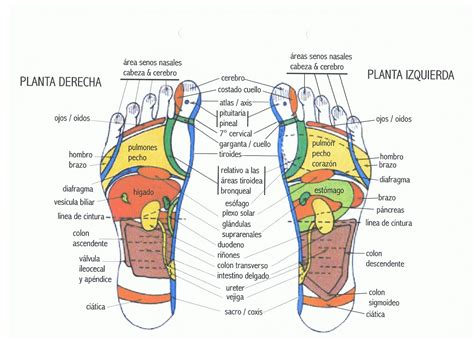 Mapa planta de los pies | Reflexología del pie, Reflexología ...