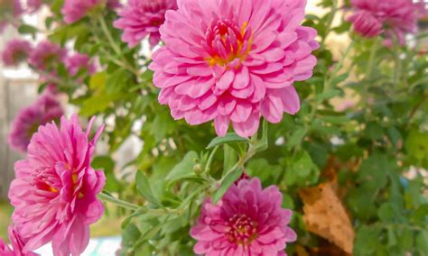 Flower Garden Mums Perennials Meaning