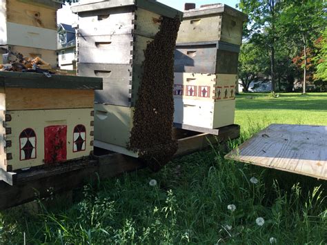 How to Find the Best Local Honey Near Me - Brighton Honey