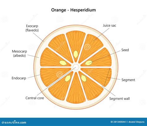 Orange Fruit. Hesperidium. Labeled Illustration. | CartoonDealer.com ...