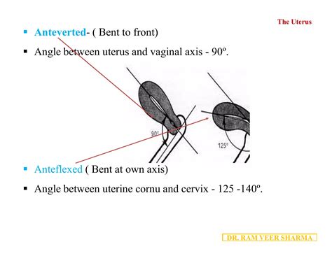 2.4 - Uterus Anatomy PDF.pdf