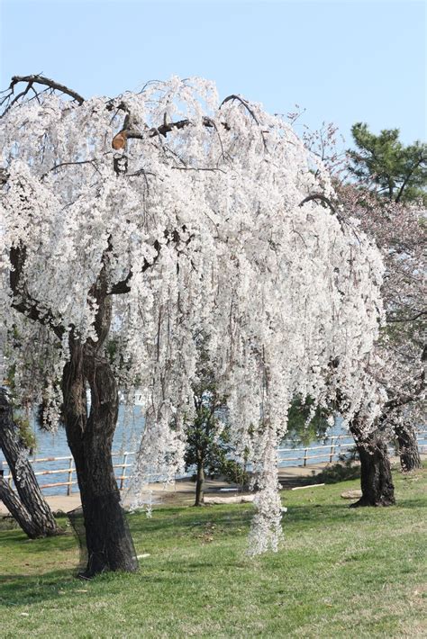 Pink And White Weeping Cherry Tree