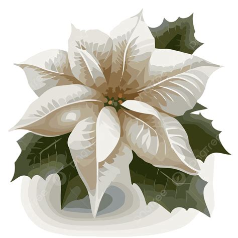 White Poinsettia Vector, Sticker Clipart White Poinsettia Flower With ...