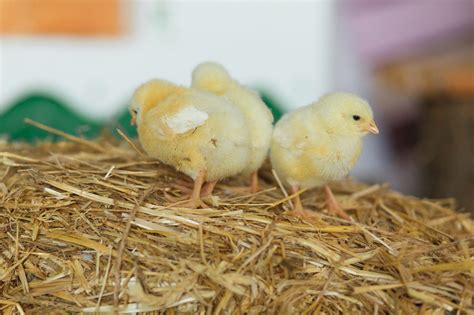 The Ideal Temperature for Layer Chickens: A Complete Guide
