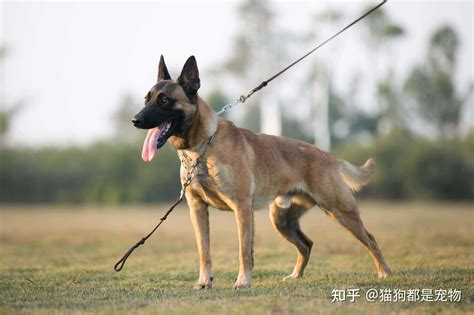 马犬起名字,测试_大山谷图库