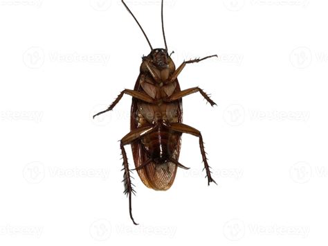 Class Insecta Orders