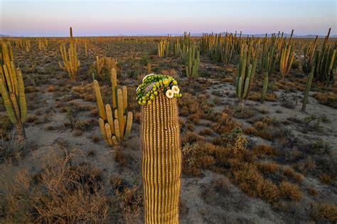 Desert Plants Cactus Facts