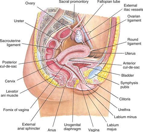 24: Structure and Function of the Reproductive Systems