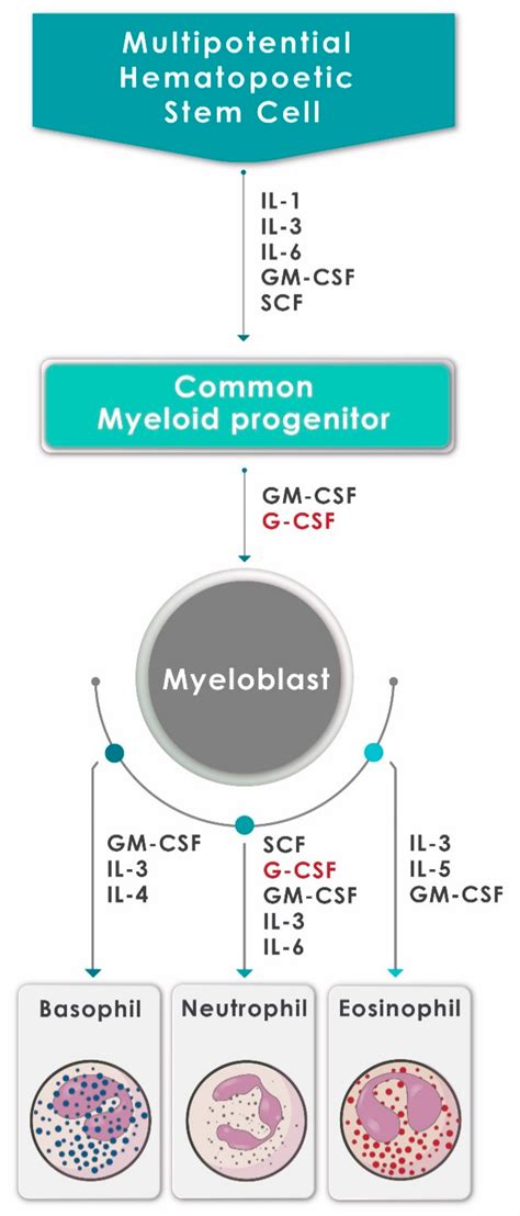 Contrasting Immunopathogenic and Therapeutic Roles of Granulocyte ...