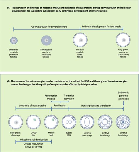 IVM of human immature oocytes for infertility treatment and fertility preservation - Chian ...