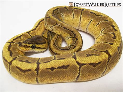 Image result for Enchi Pinstripe Ball Python